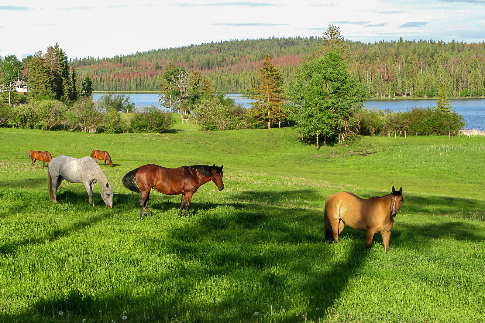 Watch Lake horses