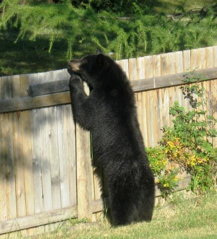 Black Bear