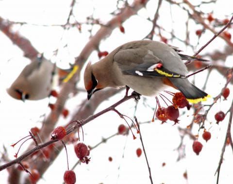 birds