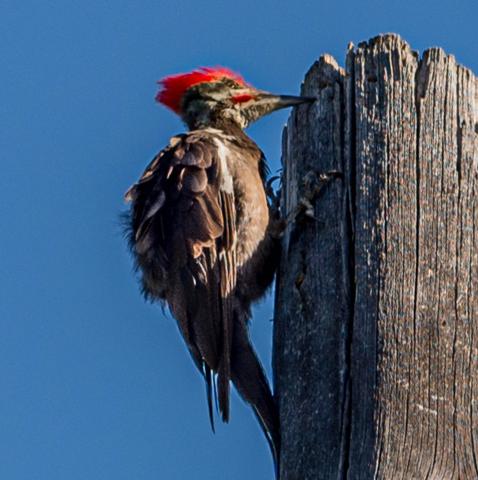 woodpecker