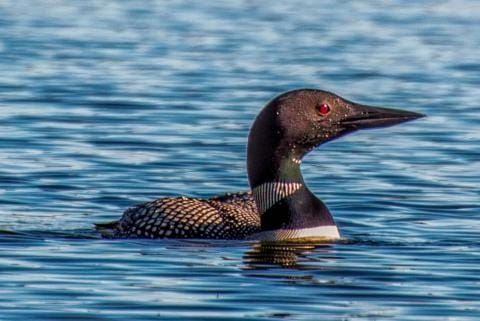 loon