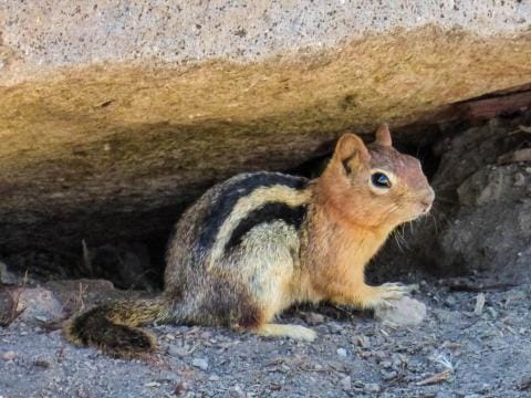 Chipmunk