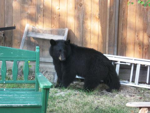 Black Bear