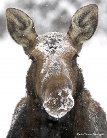 moose