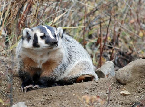 Badger