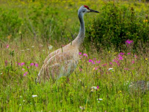 crane