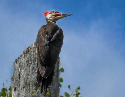 woodpecker