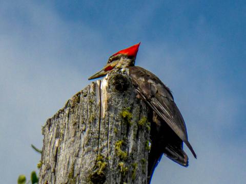 woodpecker