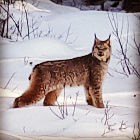 Lynx